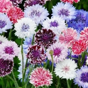 May include: A vibrant collection of cornflower blossoms in various colors. The image showcases a mix of white, pink, red, purple, and blue flowers, with green stems. The flowers have a fluffy, textured appearance, creating a visually appealing floral arrangement.