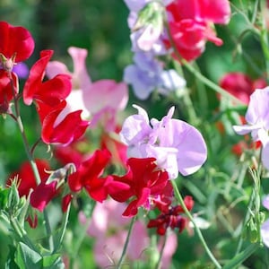 15+ Dwarf Bijou Sweet Pea Flower Seeds Mix, Non-GMO