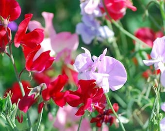 15+ Dwarf Bijou Sweet Pea Flower Seeds Mix, Non-GMO