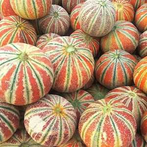 May include: A close-up of a pile of cantaloupe melons with a striped pattern of green, orange, and white.