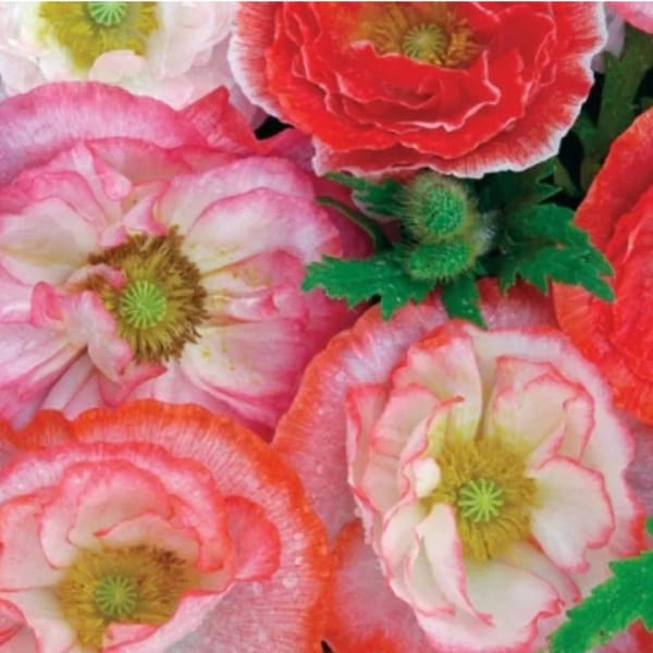 250+ Shirley Poppy Flower Seeds Double Mix, Non-GMO