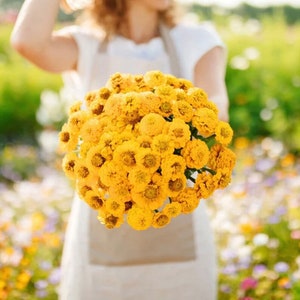 50+ Lilliput Yellow Zinnia Seeds, Heirloom Flower Seeds, Non-GMO