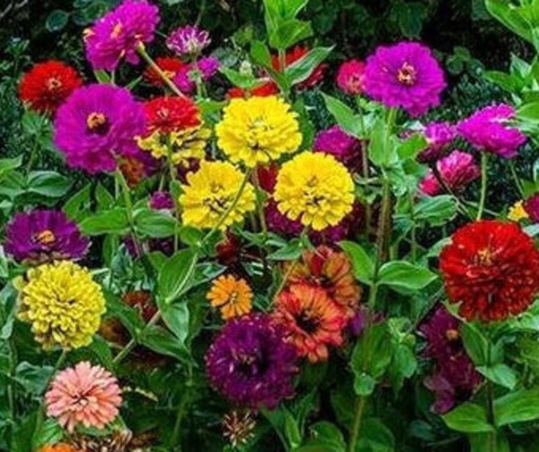 50 State Fair Zinnia Mix Flower Seeds, Nongmo Etsy