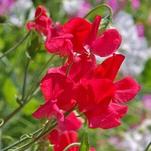 15+ Royal Scarlet Sweet Pea Flower Seeds Mix, Non-GMO
