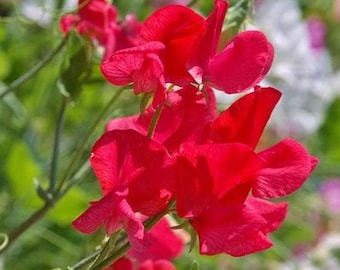 15+ Royal Scarlet Sweet Pea Flower Seeds Mix, Non-GMO