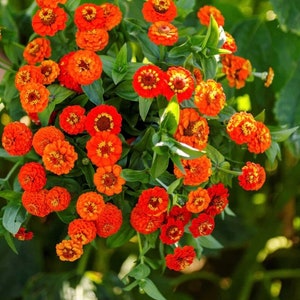 50+ Lilliput Orange Zinnia Seeds, Heirloom Flower Seeds, Non-GMO