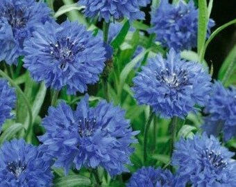 100+ Jubilee Cornflower / Bachelor Button Seeds, Flower Seeds, Non GMO
