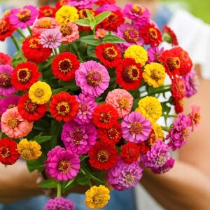 50+ Lilliput Mix Zinnia Seeds, Heirloom Flower Seeds, Non-GMO