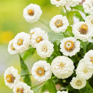 50+ Lilliput White Zinnia Seeds, Heirloom Flower Seeds, Non-GMO