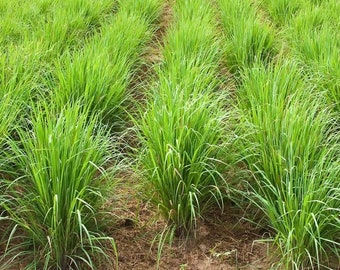 50+ Lemon Grass Seeds
