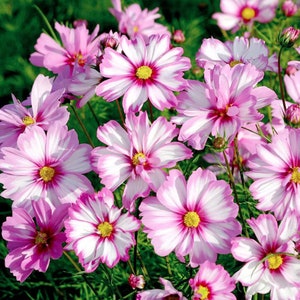 100+ Cosmos Candystripe Seeds, Flower Seeds, Non GMO