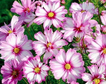 100+ Cosmos Candystripe Seeds, Flower Seeds, Non GMO