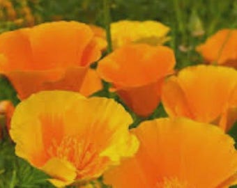Puede incluir: Un grupo de amapolas de California de color naranja vibrante con pétalos delicados en forma de copa y estambres amarillos prominentes. Las flores se muestran en varias etapas de floración, sobre un fondo verde desenfocado de tallos.