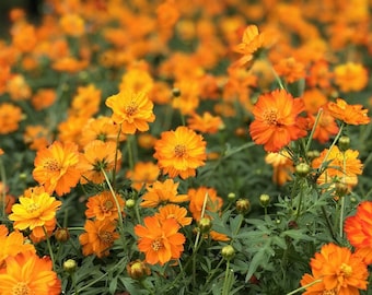 150+ Bright Lights Cosmos Flower Seeds, Non-GMO