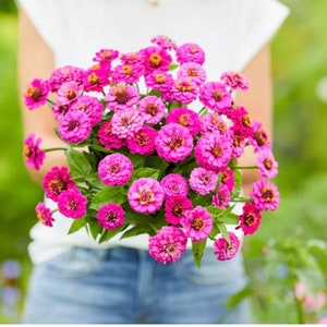 50+ Lilliput Purple Zinnia Seeds, Heirloom Flower Seeds, Non-GMO