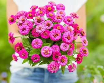 50+ Lilliput Purple Zinnia Seeds, Heirloom Flower Seeds, Non-GMO