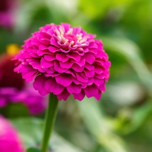 50+ Lilliput Purple Zinnia Seeds, Heirloom Flower Seeds, Non-GMO