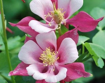 100+ Rose Star Columbine Flower Seeds, Non-GMO