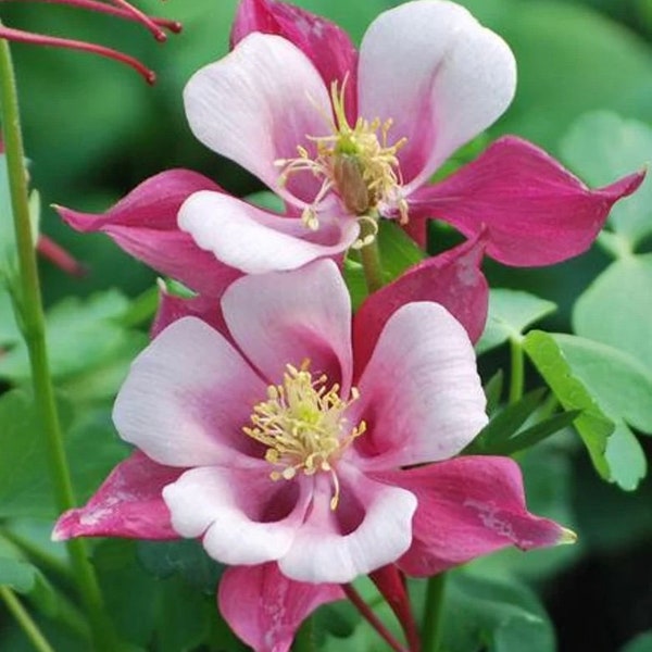 100+ Rose Star Columbine Flower Seeds, Non-GMO