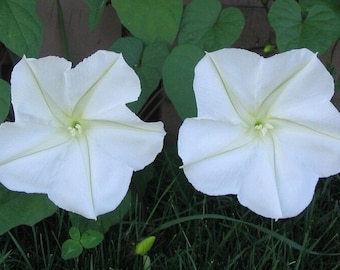 25+ White Moonflower (Tall Night) Morning Glory Flower Seeds, Non-GMO