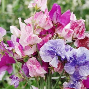 15+ Royal Mix Sweet Pea Flower Seeds, Non-GMO