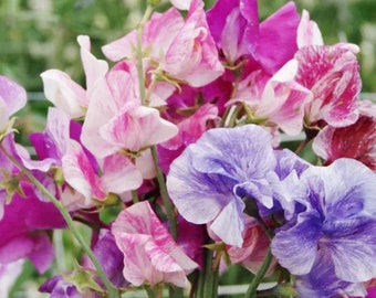 15+ Royal Mix Sweet Pea Flower Seeds, Non-GMO