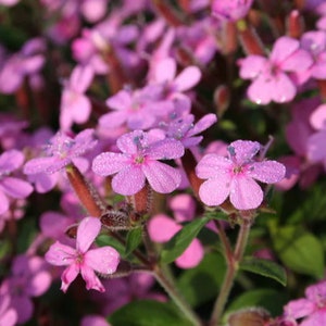 50+ Pink Soapwort Seeds, Saponaria Vaccaria Pink Beauty, Non-GMO