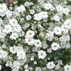 125+ Babys breath Seeds, Flower Seeds, Non GMO