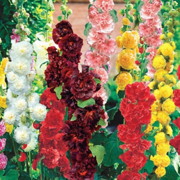 50+ Summer Carnival Hollyhock Flower Seeds, Non-GMO