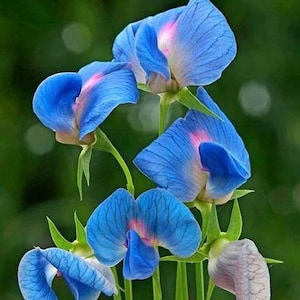 King Tut Sweet Pea Flower Seeds, Electric Blue Sweet Pea, Non-GMO