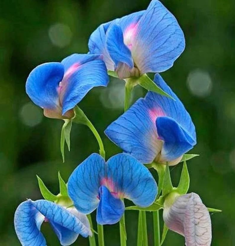 Pu&ograve; includere: Un gruppo di fiori di pisello dolce blu e rosa con petali delicati. I fiori sono in diverse fasi di fioritura, alcuni sono completamente aperti e altri ancora in bocciolo.