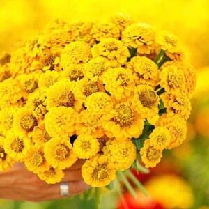 50+ Lilliput Yellow Zinnia Seeds, Heirloom Flower Seeds, Non-GMO