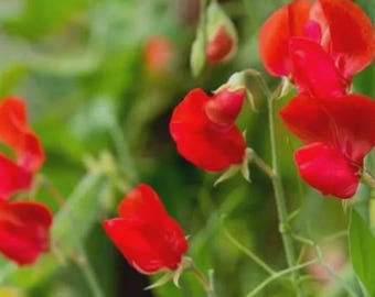 15+ Royal Scarlet Sweet Pea Flower Seeds Mix, Non-GMO