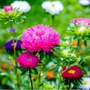 Puede incluir: Primer plano de un grupo de flores de aster rosa, blanco y morado en flor. Las flores est&aacute;n rodeadas de follaje verde.