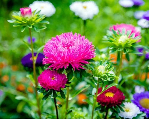 50+ Crego Giant Aster Flower Seed Mix, Flower Seed Mixture, non-gmo