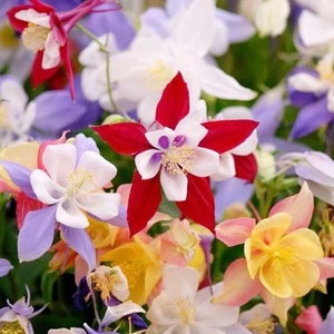 100+ Mckana Giant Columbine Mix Flower Seeds, Non-GMO