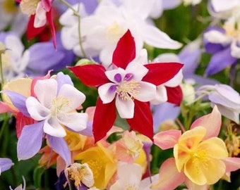 100+ Mckana Giant Columbine Mix Flower Seeds, Non-GMO