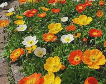 May include: A vibrant garden bed filled with numerous poppy flowers in shades of bright orange, sunny yellow, and crisp white. The flowers feature delicate, papery petals and prominent centers, growing on slender green stems amidst lush green foliage.