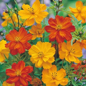 100+ Polidor Cosmos Seeds, Flower Seeds, Non GMO