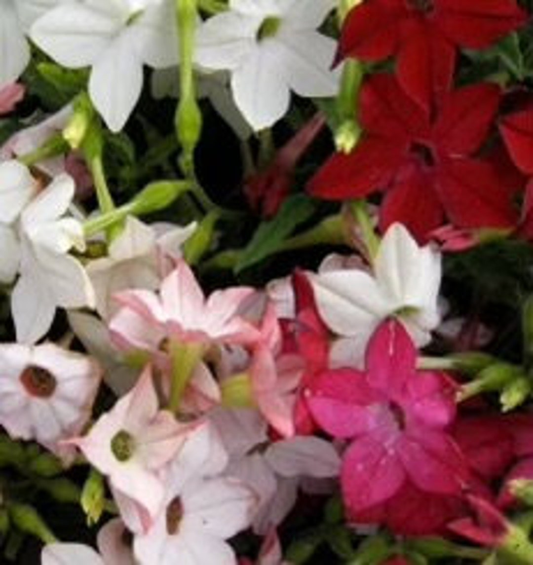 100 Sensation Mix Tobacco Scented Jasmine Alata Nicotiana Flower Seeds