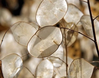 50+ Lunaria Biennis Money Plant Seeds, Flower Seeds, Non-GMO