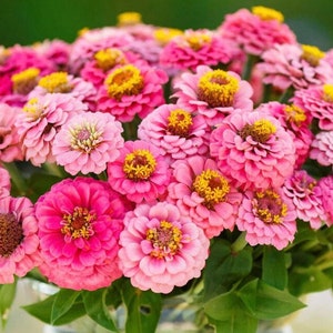 50+ Lilliput Rose Zinnia Seeds, Heirloom Flower Seeds, Non-GMO