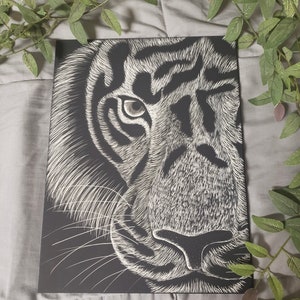 Beautiful, affordable scratchboard art print- Tiger