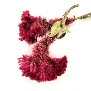 Pressed Celosia Flowers 12 Real Dried Pink Flower Spikes for Crafts, Resin,  Jewelry, Wedding Decor, Easter F/CELO 1 -  Denmark