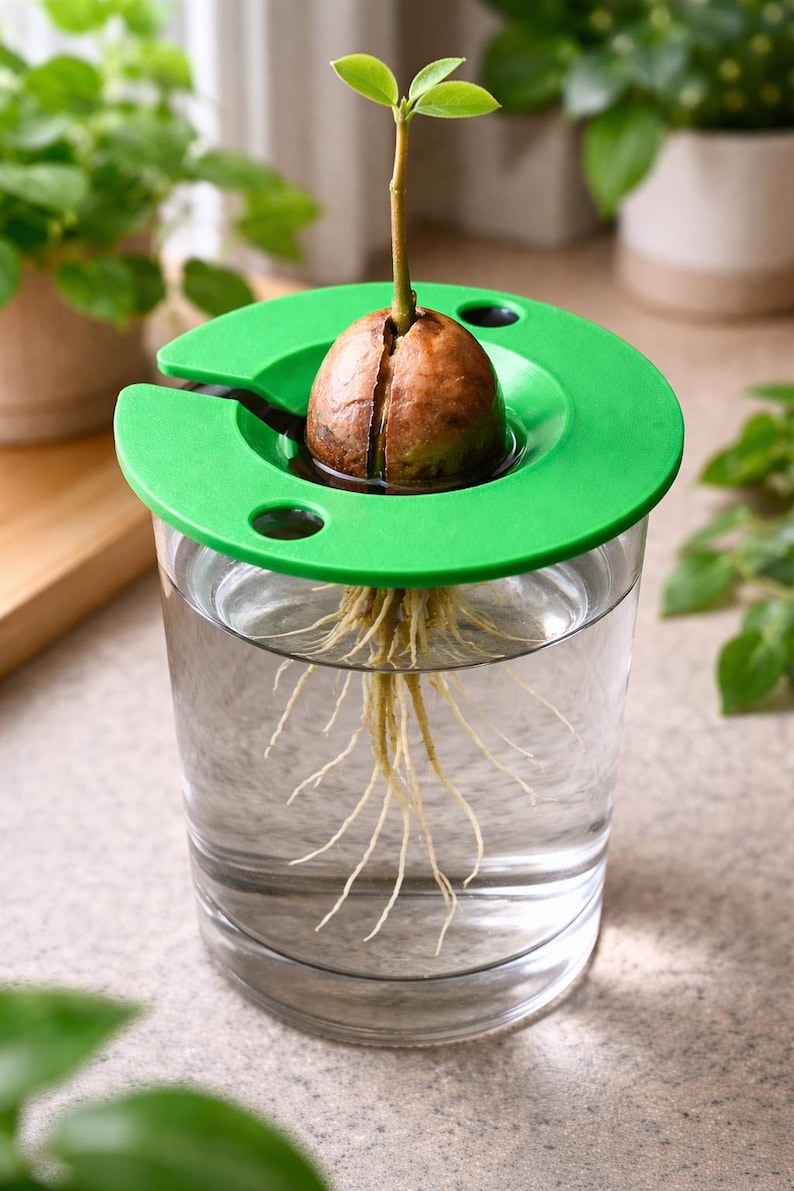 Avocado Seed Grower Sprout Your Own Avocado Tree Over Water Easy avocado-seed-grower-sprout-your-own-avocado-tree-over-water-easy