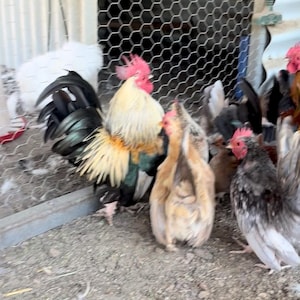 May include: A group of chickens in a pen. The chickens have various colors, including white, black, tan, and red. The rooster has a red comb and a mix of black, green, and gold feathers. The pen has a wire mesh and a corrugated metal wall.