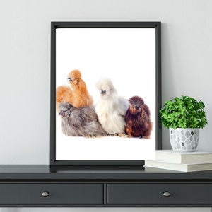 Silkie digital download, Wall Art, Printable wall art, Chicken wall art, chicken printable.