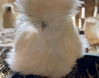 9+ Organic Silkie Eggs Freshly Laid