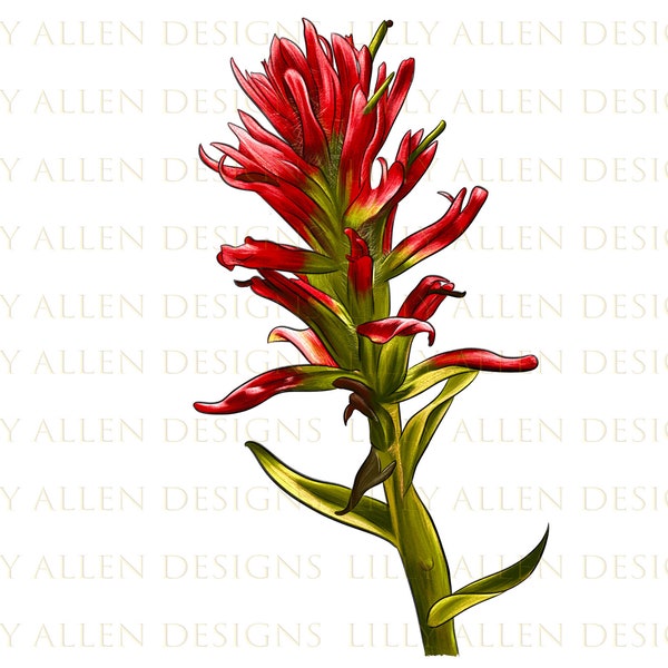 Indian Paintbrush Illustrations Png Digital Download,Flower Sublimation Png, Printable Flower Png Image For Wall Art, Decoration, Download