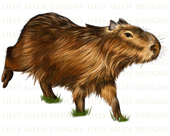 Capybara png images